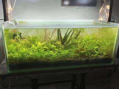 planted aquarium