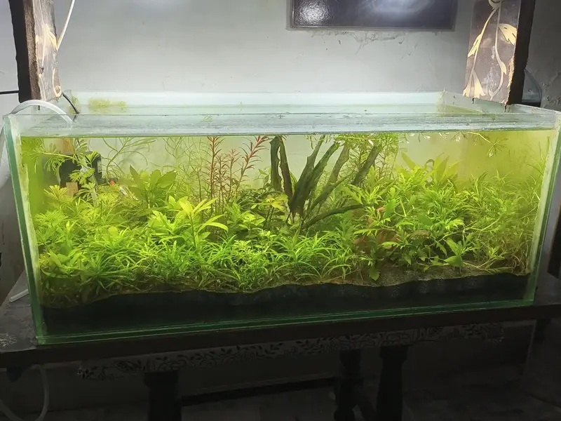planted aquarium
