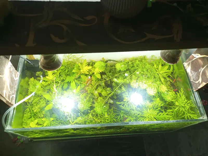 planted aquarium — photo 2