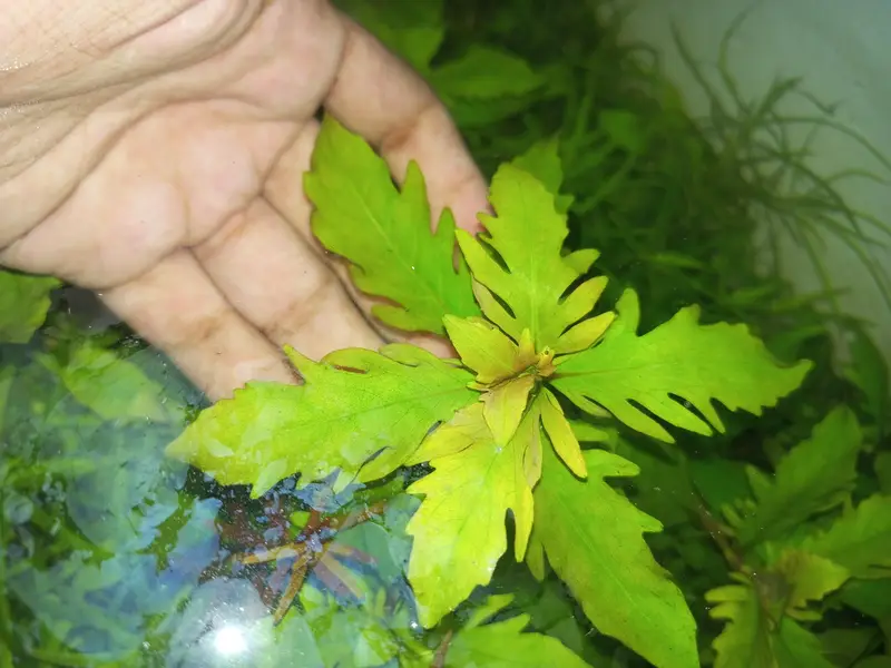 planted aquarium — photo 3