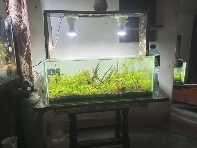 planted aquarium — photo 4