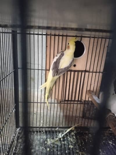 vpied coctail male
