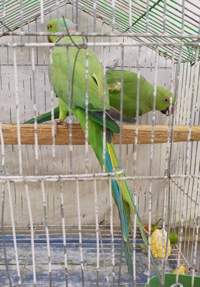 ringneck breader pair