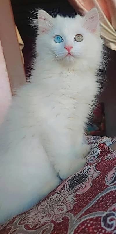 Persian kittens odd eyes
