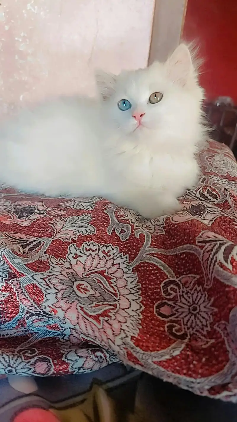 Persian kittens odd eyes — photo 2