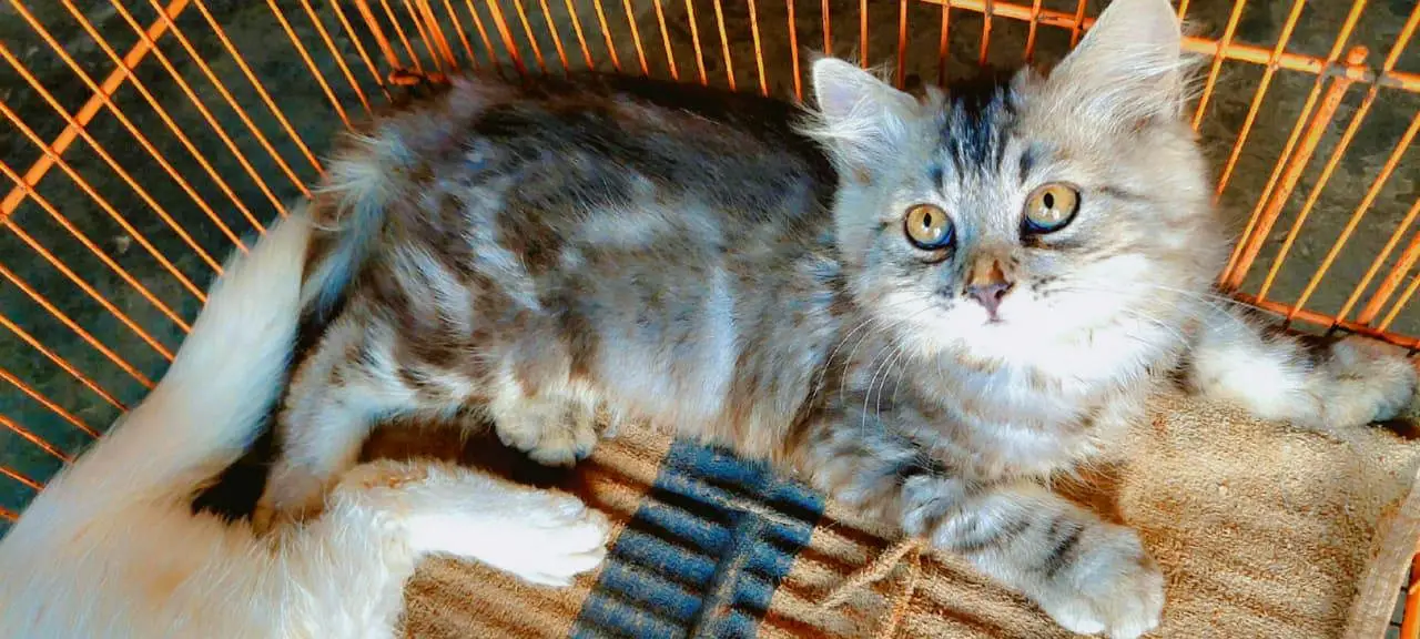 Persian kittens odd eyes — photo 4