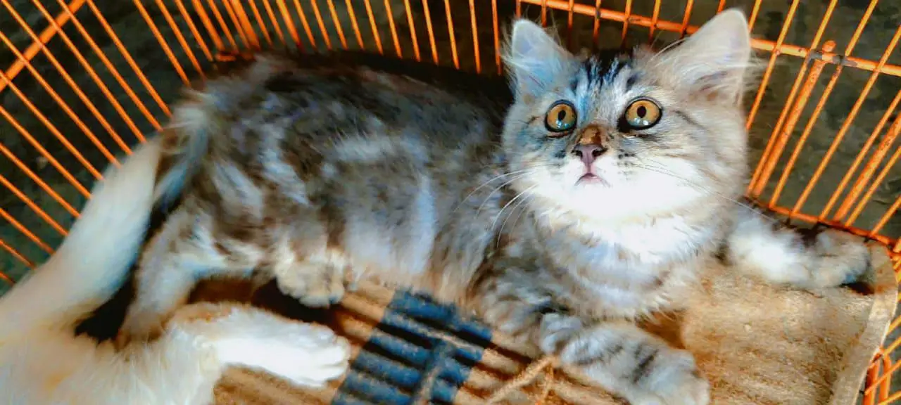 Persian kittens odd eyes — photo 5