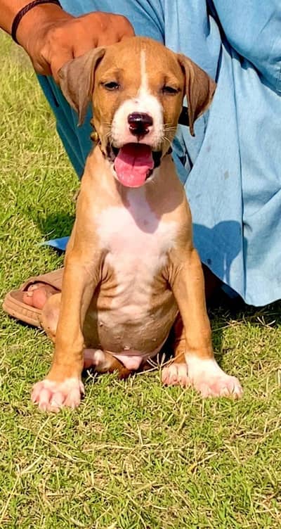 Bully gultiar male dog for sale