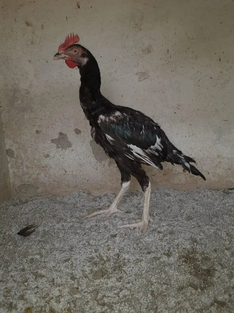 03287785524 high quality bangum lasani patha pathi — photo 4