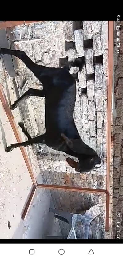 betal bakri sath ak path or ak bakra breeder quality waa