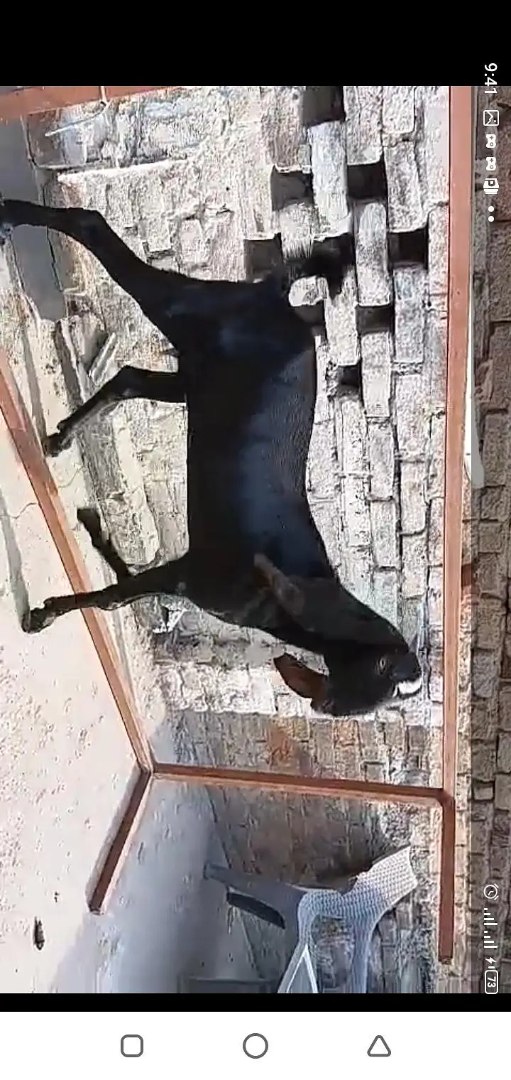 betal bakri sath ak path or ak bakra breeder quality waa