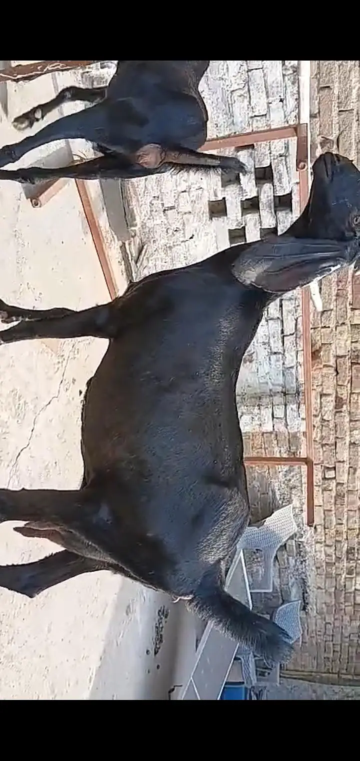 betal bakri sath ak path or ak bakra breeder quality waa — photo 2