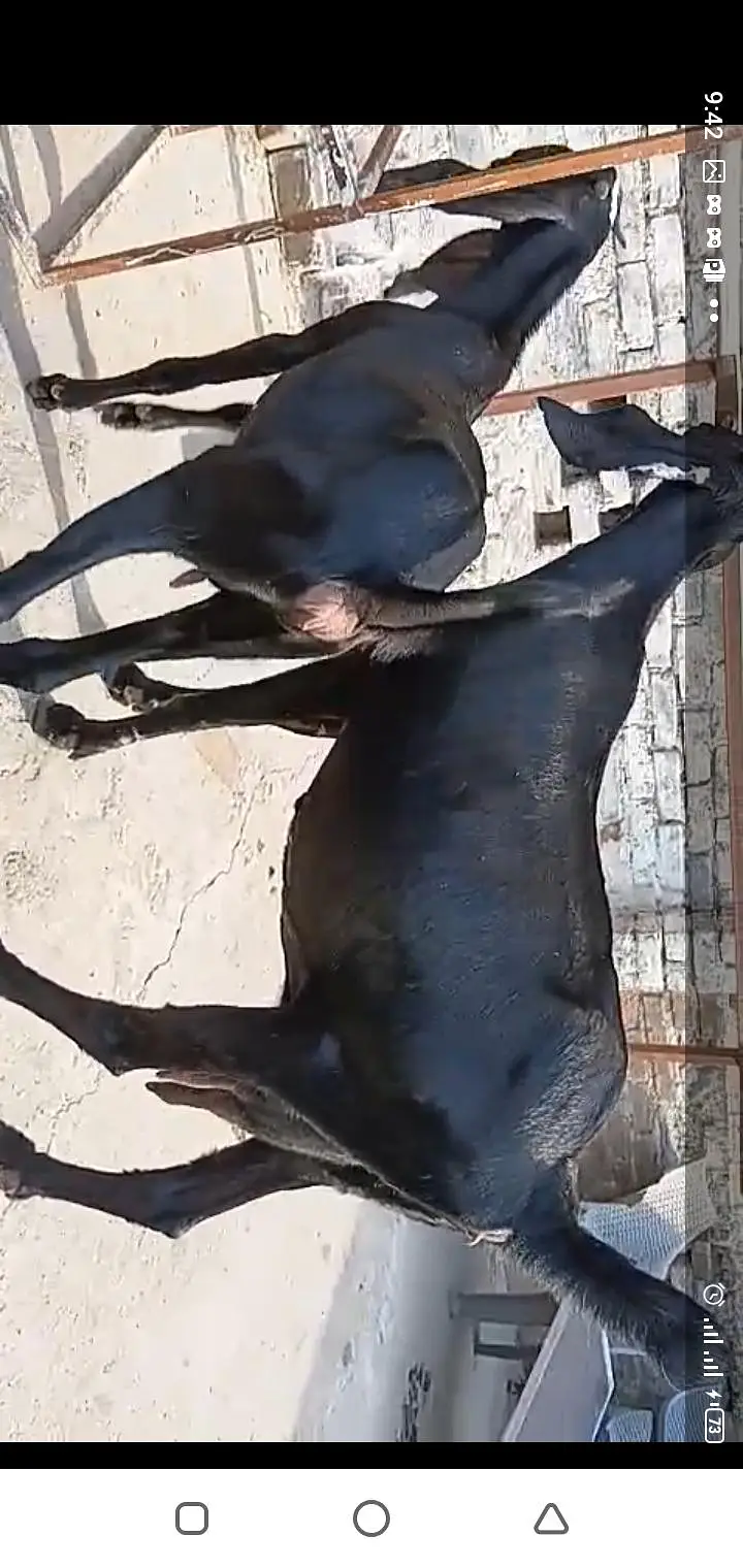 betal bakri sath ak path or ak bakra breeder quality waa — photo 3