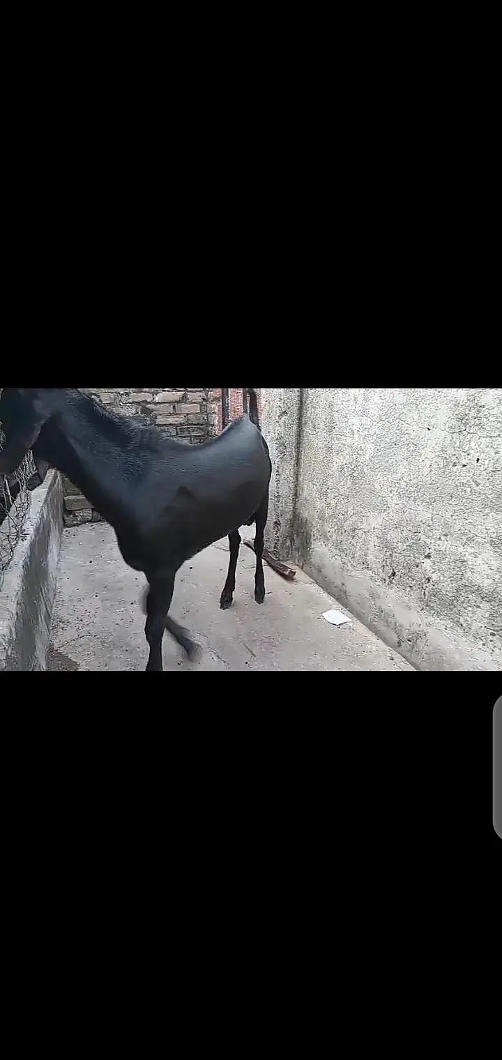 betal bakri sath ak path or ak bakra breeder quality waa — photo 4