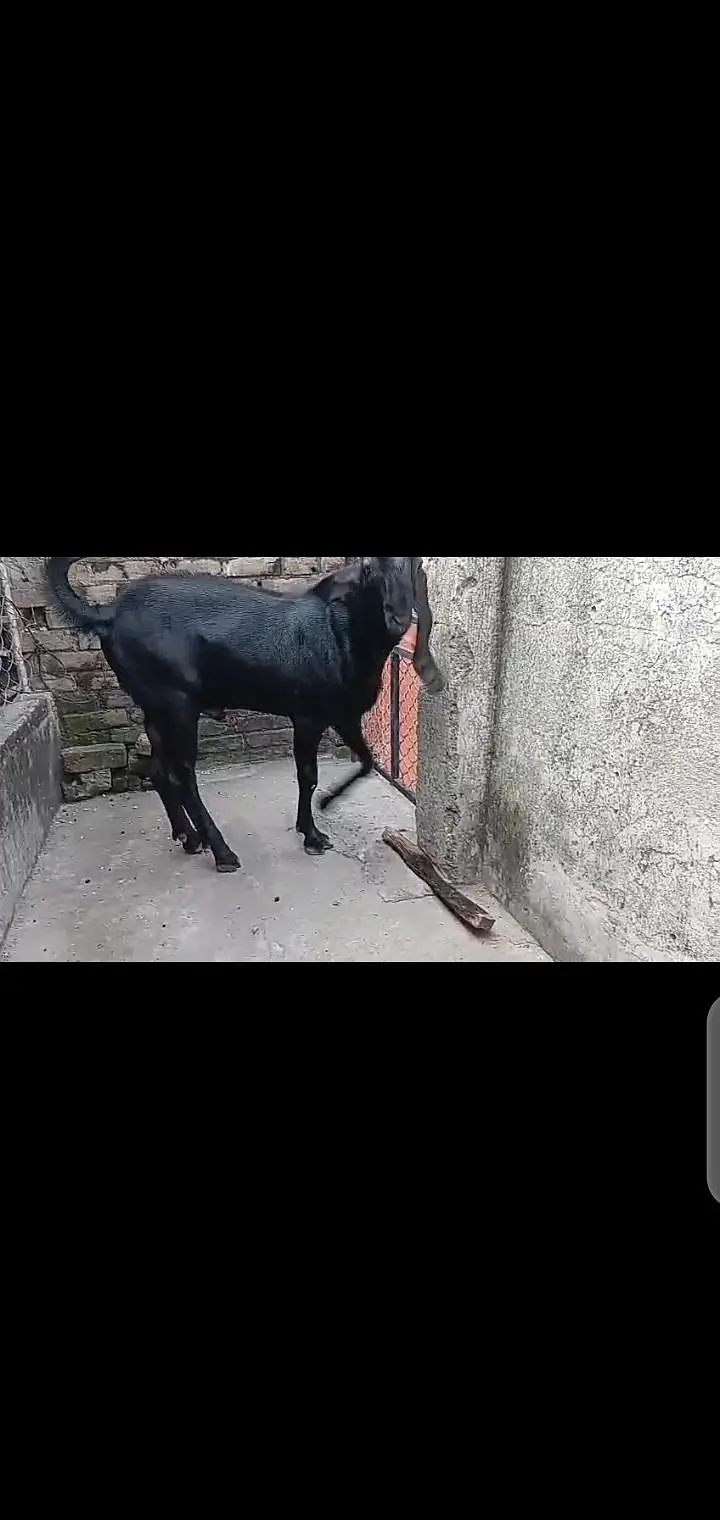 betal bakri sath ak path or ak bakra breeder quality waa — photo 5