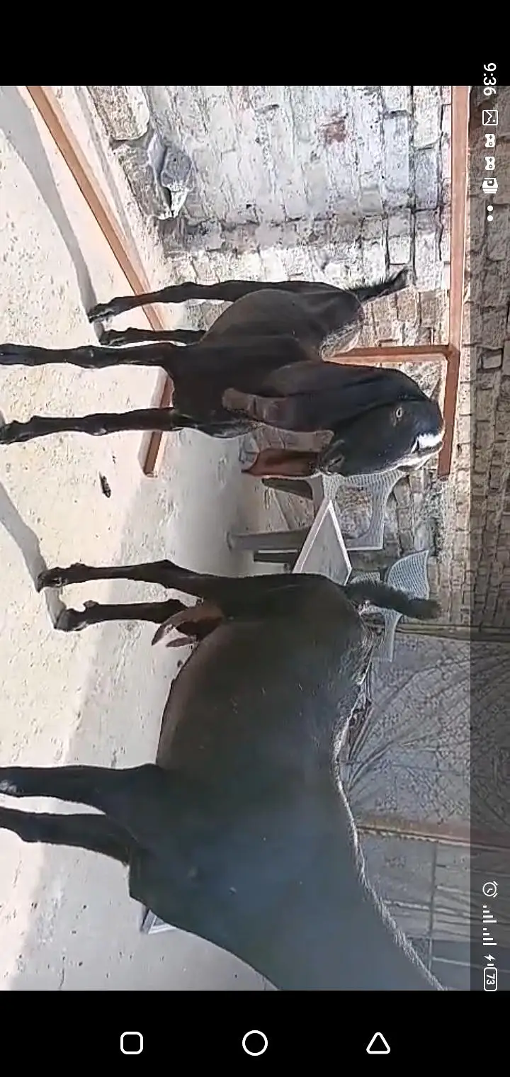 betal bakri sath ak path or ak bakra breeder quality waa — photo 7
