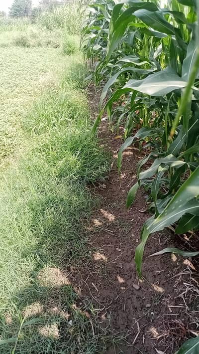 salig makai for sale
