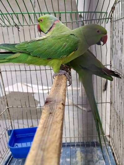 green ringneck