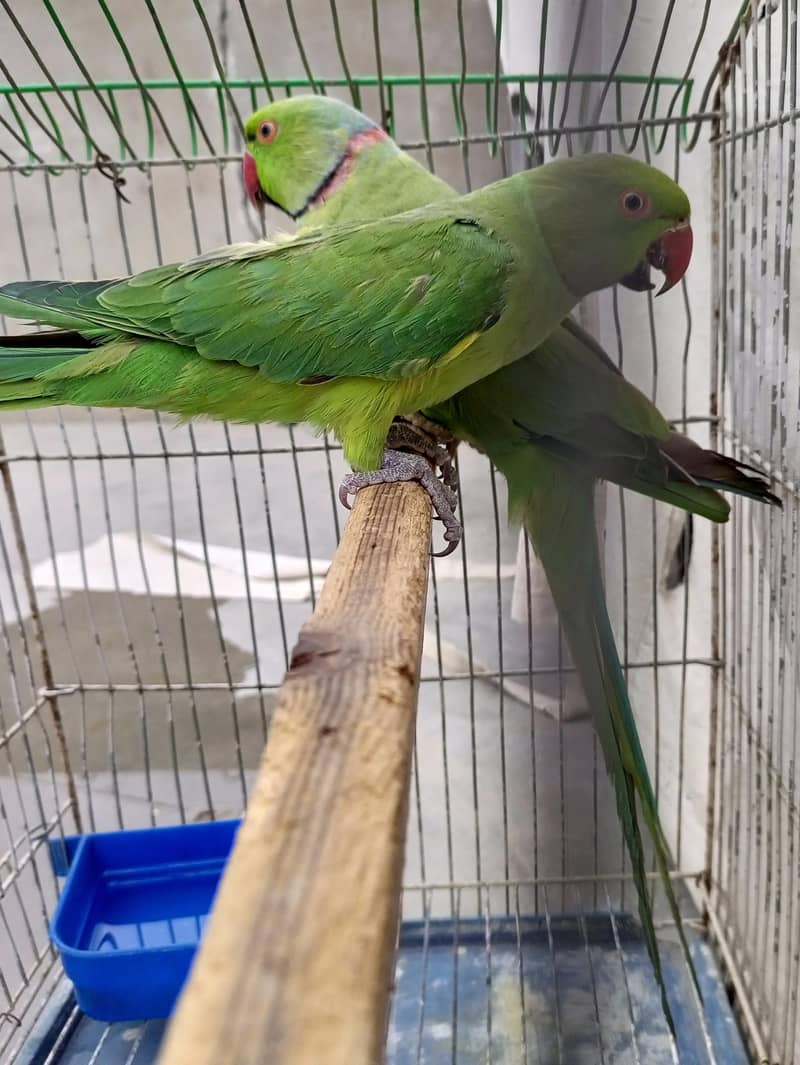 green ringneck 0