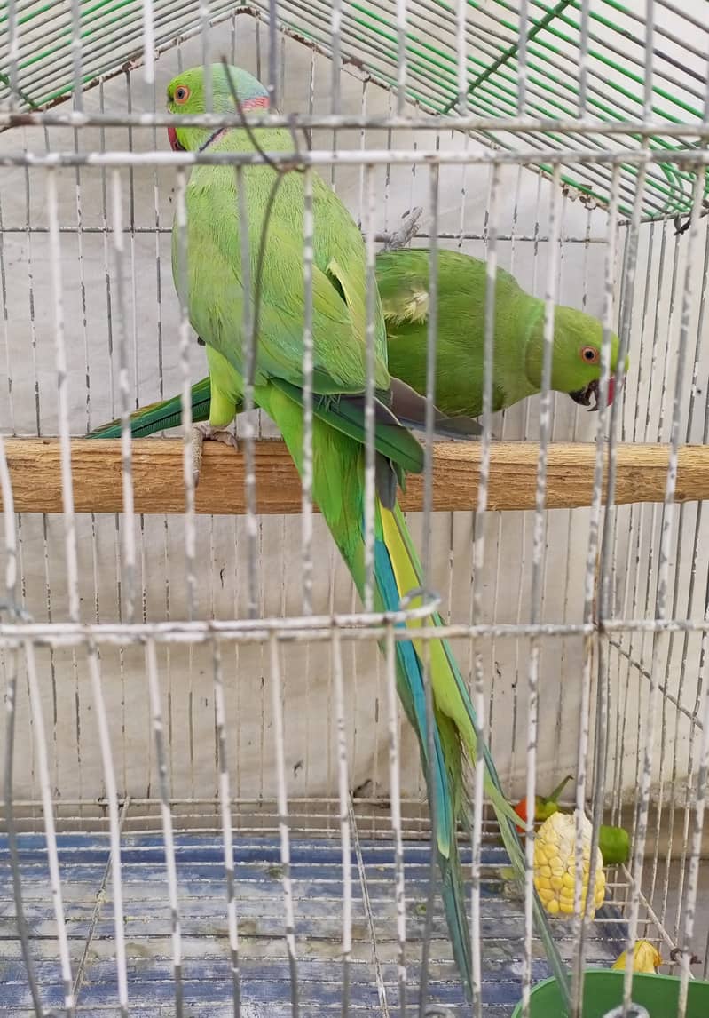 green ringneck 1