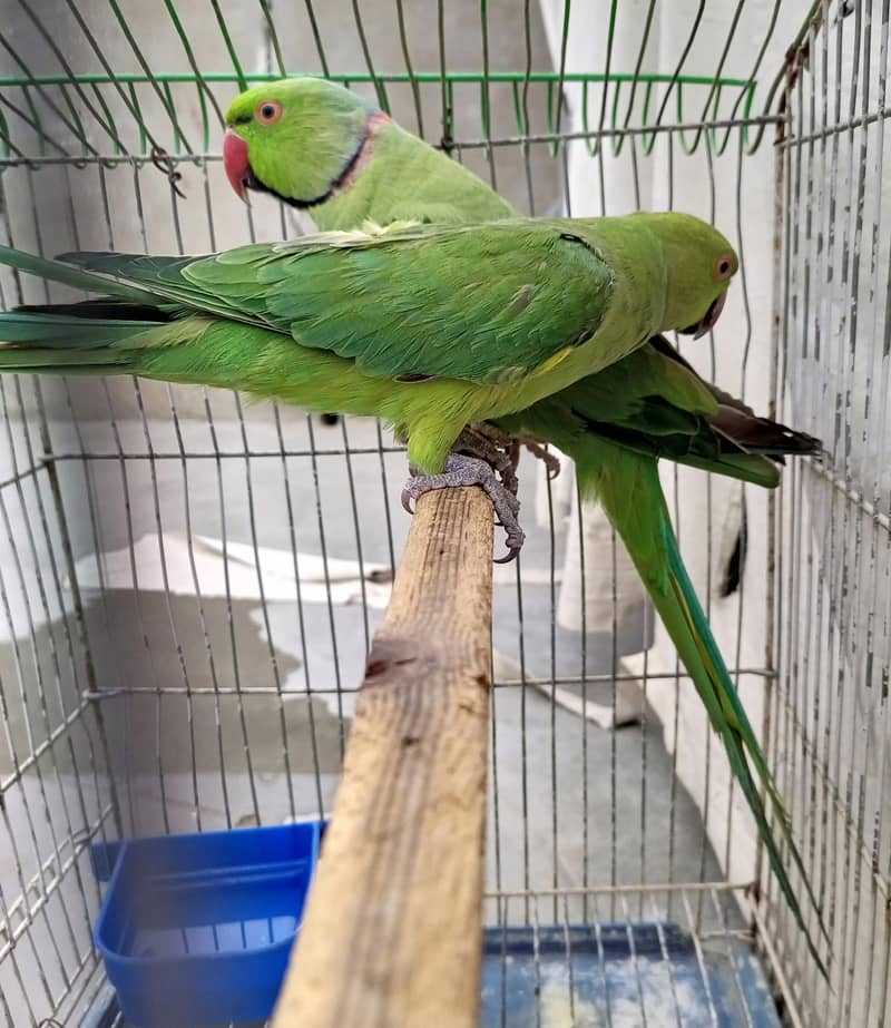 green ringneck 2