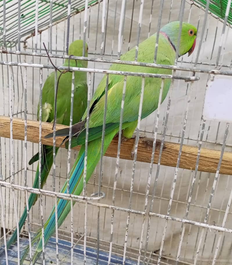 green ringneck 3