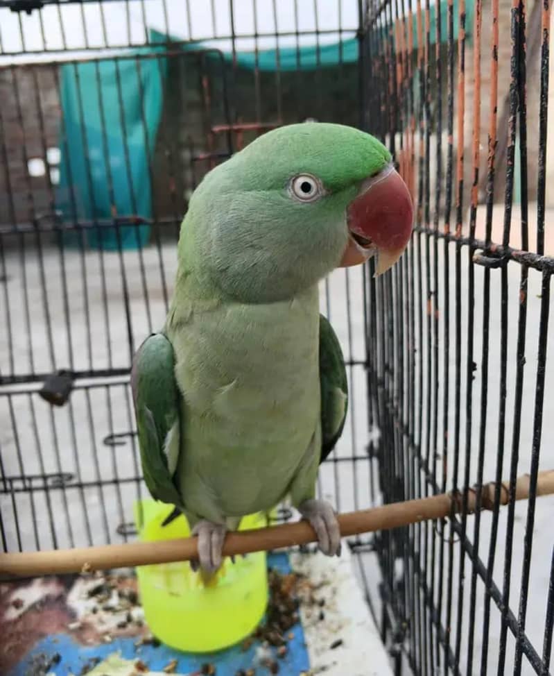 Raw Parrot 0