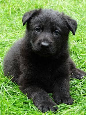 German Shepherd female for sale