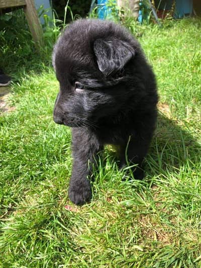 black German shepherd long have bon