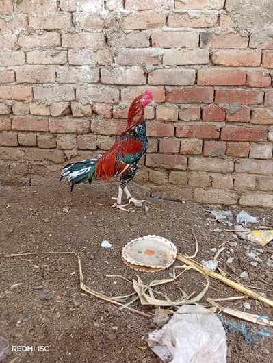 home breed seal murga mianwali
