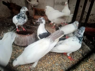 Flying Pigeon Aseel and other