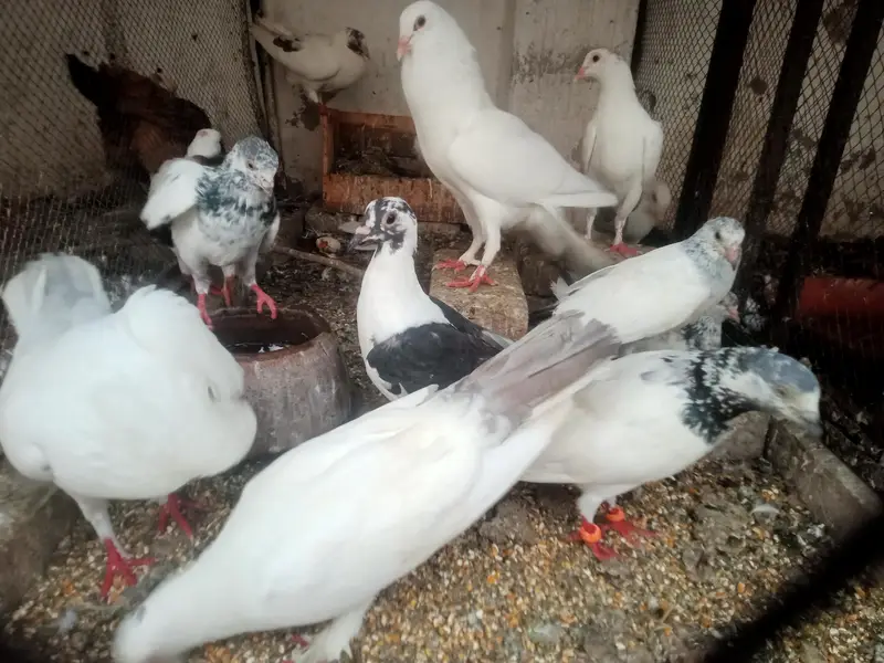 Flying Pigeon Aseel and other — photo 2