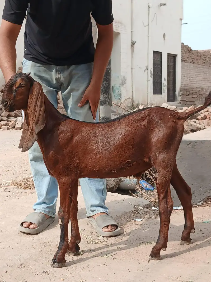 Nagra bacha breder qulity achi hight kry ga whats app 03008721922 — photo 4