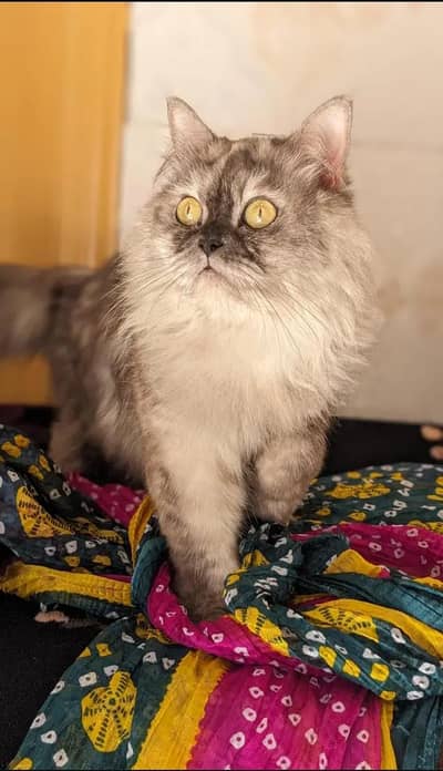 Siberian cat with kittens