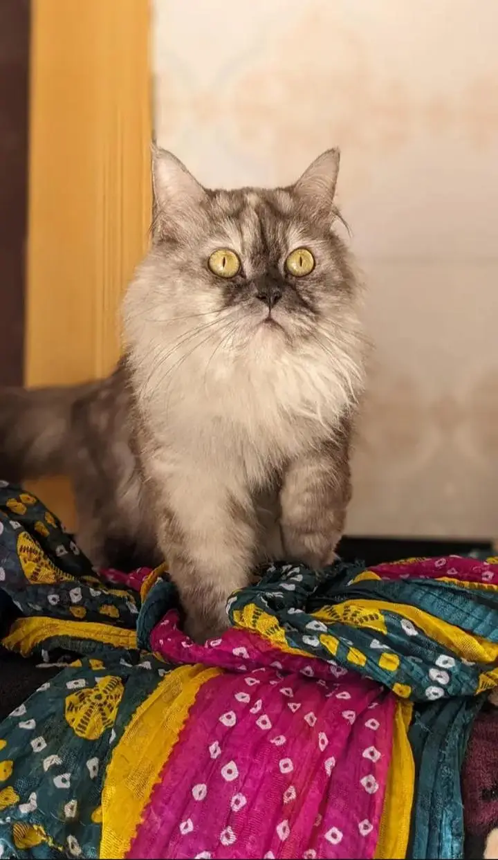Siberian cat with kittens — photo 2