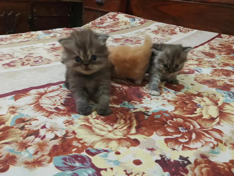 Siberian cat with kittens — photo 3