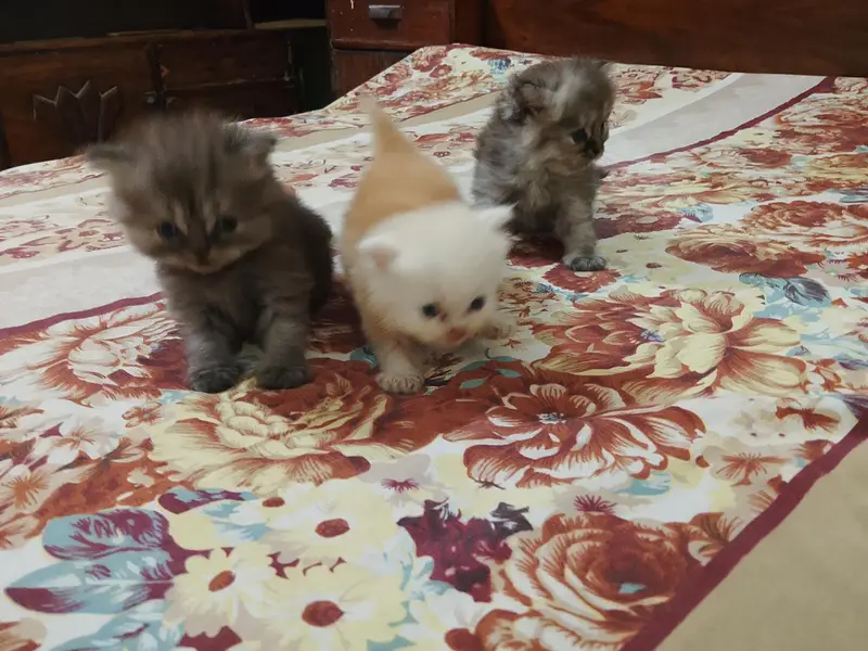 Siberian cat with kittens — photo 4