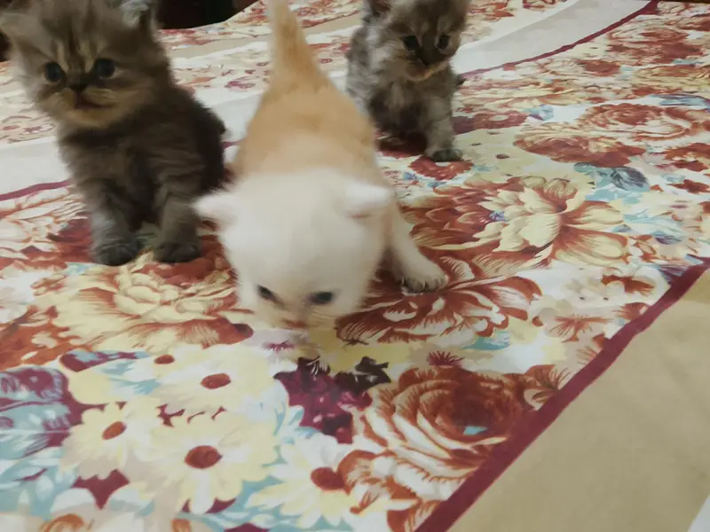 Siberian cat with kittens — photo 5