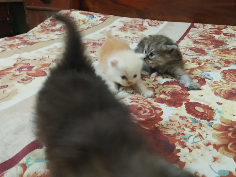 Siberian cat with kittens — photo 9