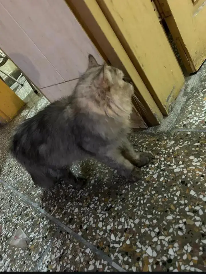 Siberian cat with kittens — photo 12