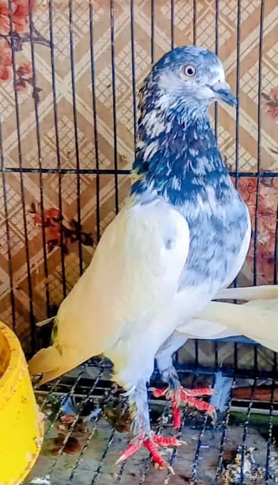 Parmoz Piplan walay  Pigeon. . Kabutar