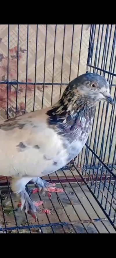 Parmoz Piplan walay  Pigeon. . Kabutar