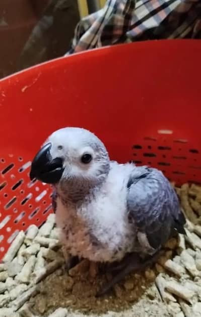 african grey parrot chicks for sale 0319/4325/730
