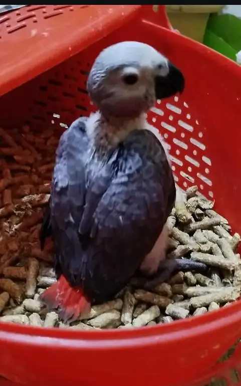 african grey parrot chicks for sale 0319/4325/730 — photo 2