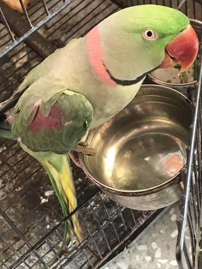 Birds cage toys