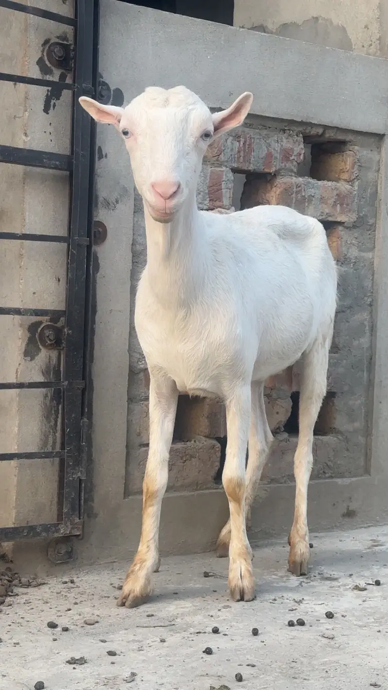 Available for stud / bakriyan for sale — photo 4