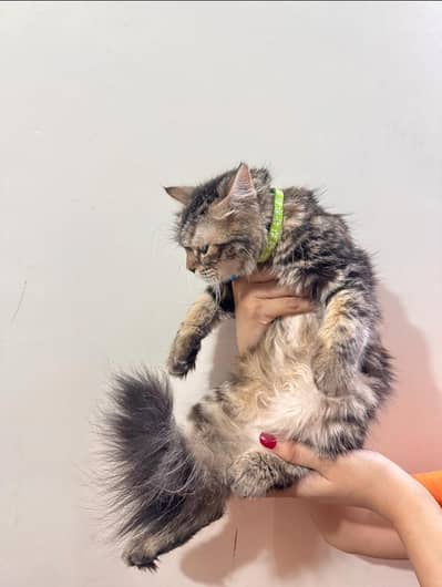 it's a Persian cat triple coated