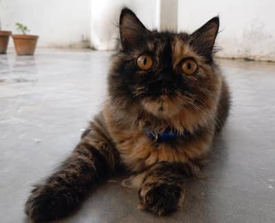 4 Months Persian Cat for Sale | Beautiful Long Hair