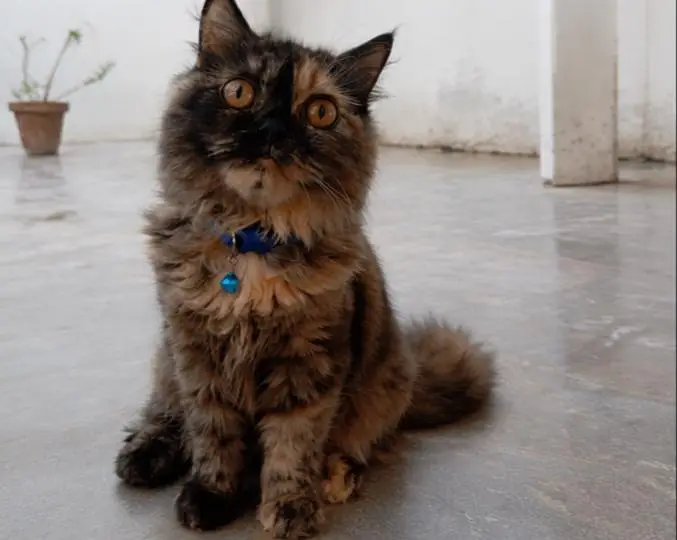 4 Months Persian Cat for Sale | Beautiful Long Hair — photo 2