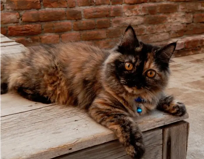4 Months Persian Cat for Sale | Beautiful Long Hair — photo 3